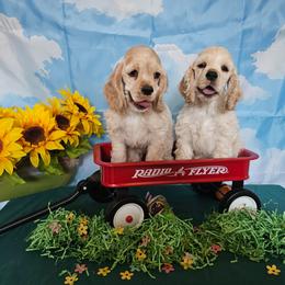 Boy silver - Silver male Cocker Spaniel puppy in Peoria, Arizona from Stand Alone Cockers