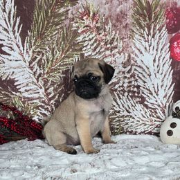 Blitzen - Fawn male Pug puppy in Atwood, Illinois from Peace Road Puppies
