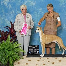 Whippet All Grown Up from Sandbar Whippets