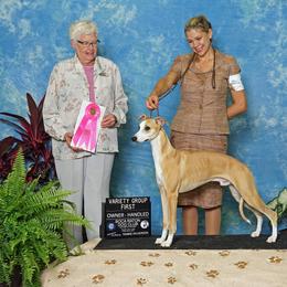 Whippet All Grown Up from Sandbar Whippets