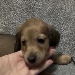 Boy 2 DO NOT FILL OUT APP UNLESS SERIOUS - Cream male Dachshund puppy in Wisconsin from Sabe and Shabe’s Doxies