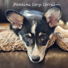 Pembroke Welsh Corgi Puppies from Montana Corgi Corral