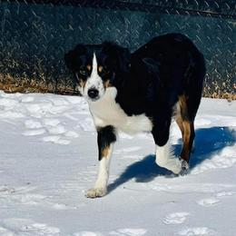 Bling - Australian Shepherd