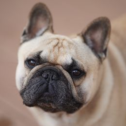 Max - French Bulldog