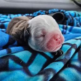 Freddie - Red brindle and white male Bulldog puppy in Grand Island, New York from Buckletucky Farm