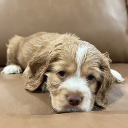 Halo Spartans - Commander Carter - Green - Red and white male Cocker Spaniel puppy in Inman, South Carolina from Dees Cockers, LLC