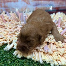 Girl 3 - female Australian Labradoodle puppy in Waxahachie, Texas from Dallas Labradoodles