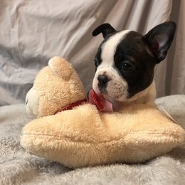 Aquata - Black brindle and white female Boston Terrier puppy in London, Kentucky from Antjie Boston