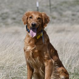 River - Golden Retriever