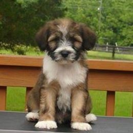 Tibetan Terriers from Teasia’s Tibetan Terrier