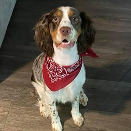 Beagles and English Springer Spaniels from Marsh Creek K9s