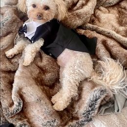 Leo - Poodle