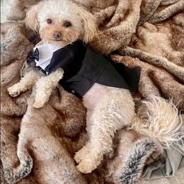 Leo - Poodle