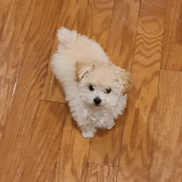 Aussiedoodle, Poodle, and Toy Australian Shepherd Puppies from Heartland Ranch