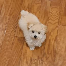 Aussiedoodle, Poodle, and Toy Australian Shepherd Puppies from Heartland Ranch
