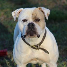 Tiffany - American Bulldog