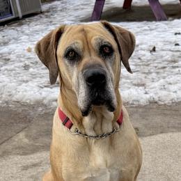 Kihara - Boerboel