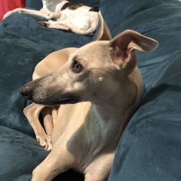 Eddy - Whippet