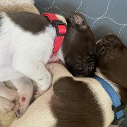 German Shorthaired Pointer Puppies from TTR GSP TopDog Kennels