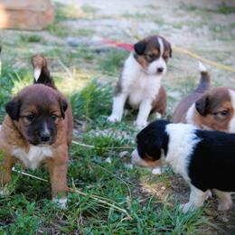 English Shepherd Puppies from Town & Country English Shepherds