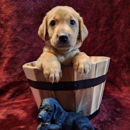 Green - Yellow male Labrador Retriever puppy in Bemidji, Minnesota from Northern Star Elite Quality Labrador Retrievers