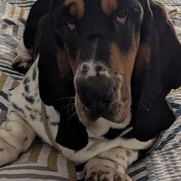 Basset Hounds from Southern City Bassets