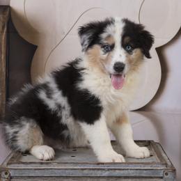 Vance - Blue merle male Australian Shepherd puppy in Tompkinsville, Kentucky from Wiggle Butt Inn LLC