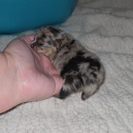 Vincent - Blue merle male Pomeranian puppy in Angleton, Texas from Pomeranian Palace, LLC