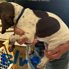 Braque Francais Pyrenean Puppies from Avon’s Braque Francais Kennels