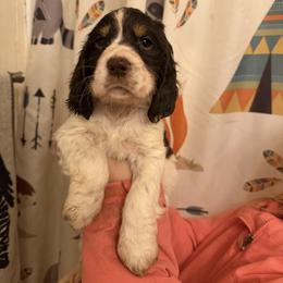 Arkansas ( Ark) - Liver white and tan male English Springer Spaniel puppy in Huntingdon, Pennsylvania from Indian Creek Springers and Doxies