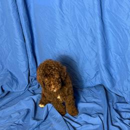 Ser Duncan - Brown male Poodle puppy in Atlanta, Georgia from Syren House Doodles & Poodles