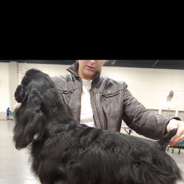 Shay - Cocker Spaniel