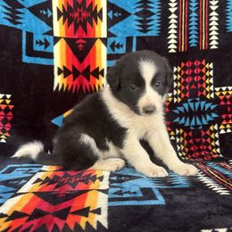 R2 - Black and white male Border Collie puppy in Milton, Pennsylvania from C&C Border Collies