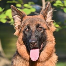Ember - Black and red female German Shepherd puppy in Nacogdoches, Texas from Vom Hausgladfel