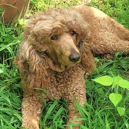 Ruby - Poodle