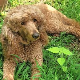Ruby - Poodle