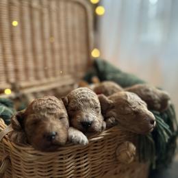 Poodle Puppies from Bruno & Co. Puppies