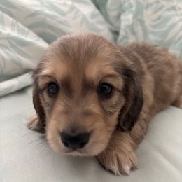 Kinzo - Cream male Dachshund puppy in New Smyrna Beach, Florida from J & L Mini D’s