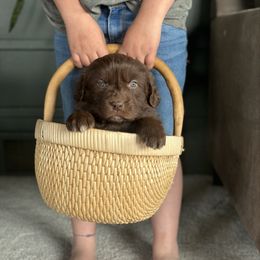 Dark Green puppy - Brown Newfoundland puppy in Great Falls, Montana from True North Newfoundlands