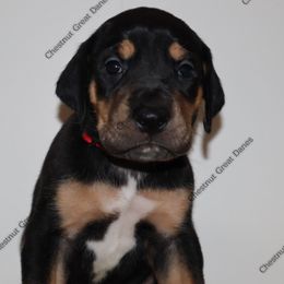 Ebony - Black female Great Dane puppy in Edinburg, Texas from Chestnut Great Danes