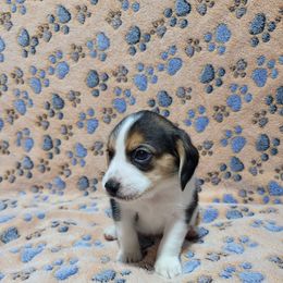 Tri Boy - Black white and tan male Beagle puppy in New River, Arizona from Desert Mountain Dobermans