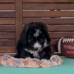 Charger - Black and white male Sheepadoodle puppy in Glen Rose, Texas from Clevenger’s Sheepadoodle Fur Baby Farm