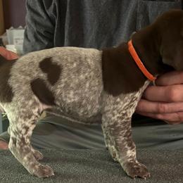Queenie - Liver roan female German Shorthaired Pointer puppy in Topeka, Kansas from Autumn Prairie Kennel