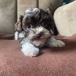 Larry - Chocolate male Havanese puppy in Portage, Indiana from Happiness in Havanese