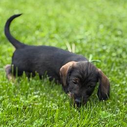 Sadie - Wild boar female Dachshund puppy in Superior, Montana from Never Land Dachshunds of Montana