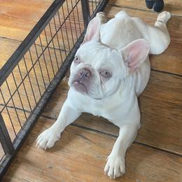 French Bulldog and Pembroke Welsh Corgi Puppies from The Grooming Barn LLC/ Wet Dog Ranch