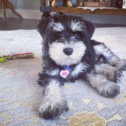 Miniature Schnauzer Puppies from A'Lord Miniature Schnauzer