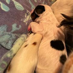 English Setter Puppies from English Setter Farms