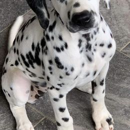 Dalmatians from Heart Song Dalmatians