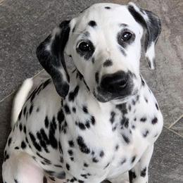 Dalmatians from Heart Song Dalmatians